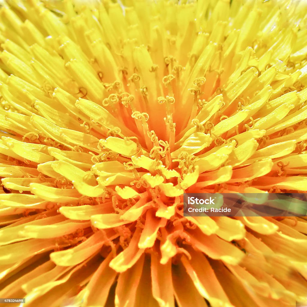 macro Fleur de pissenlit - Photo de Arbre en fleurs libre de droits