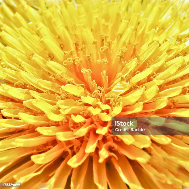 Photo libre de droit de Macro Fleur De Pissenlit banque d'images et plus d'images libres de droit de Arbre en fleurs - Arbre en fleurs, Beauté de la nature, Botanique