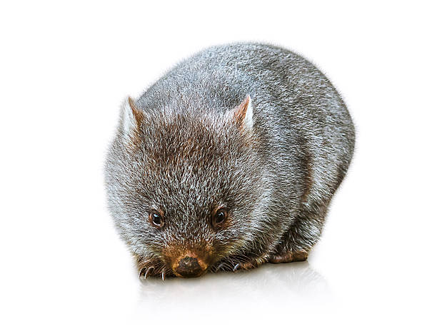 Australian Wombat Little wombat female 3 months. Isolated on white background. Family of Wombat, mammal, marsupial herbivore that lives in Australia and Tasmania.  wombat stock pictures, royalty-free photos & images