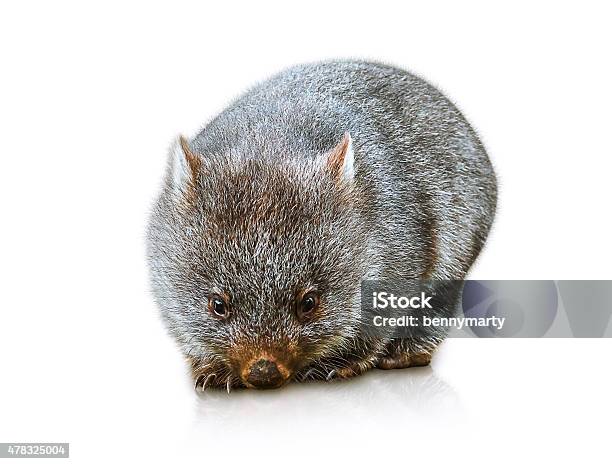 Australian Wombat Stock Photo - Download Image Now - Wombat, 2015, Australia