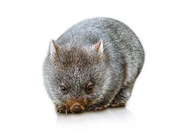 Little wombat female 3 months. Isolated on white background. Family of Wombat, mammal, marsupial herbivore that lives in Australia and Tasmania. 