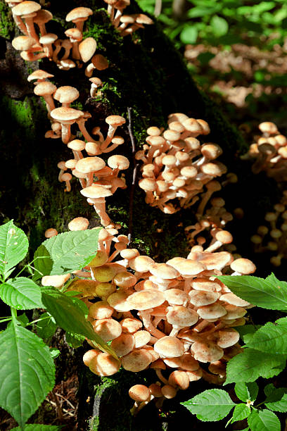 istock colony of fungi on tree stump 478325445