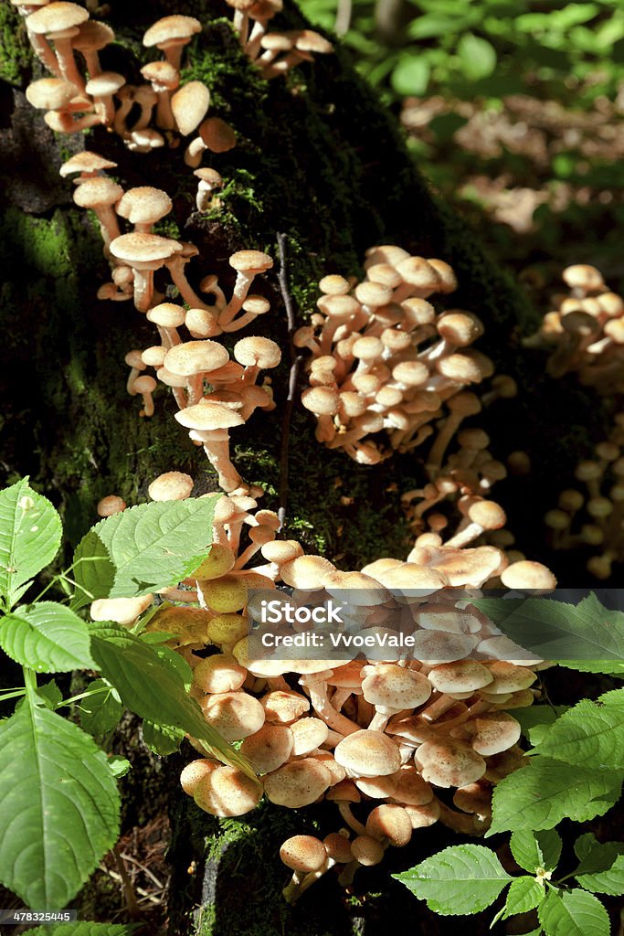 Колония грибами на Пень - Стоковые фото Honey Fungus роялти-фри