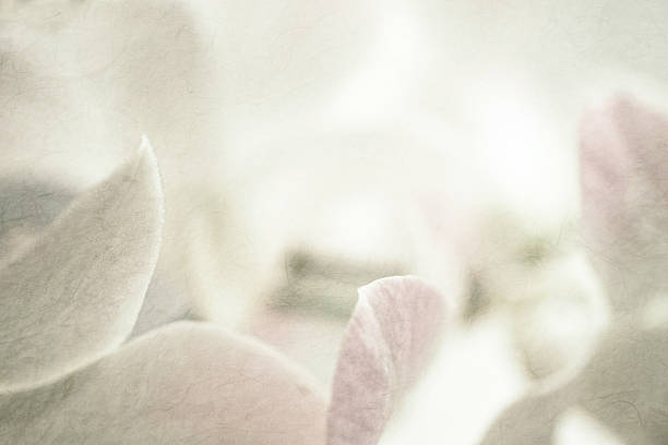 istock sweet orchids on mulberry paper texture 478325512