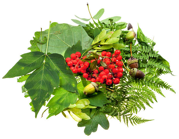 verde foglie e ghiande semi, rosso - maple keys seed maple tree red foto e immagini stock