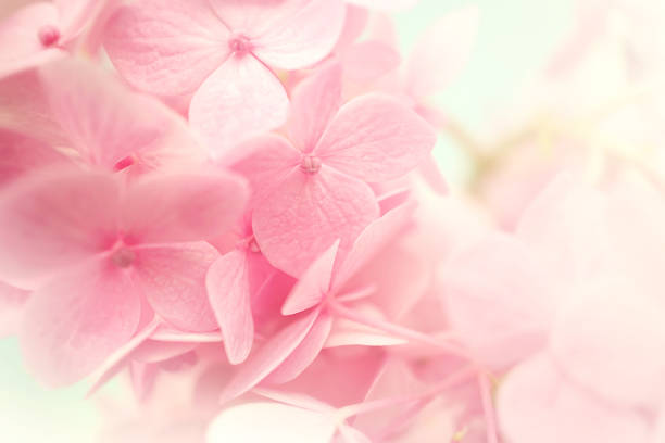 istock sweet color hydrangeas in soft and blur style 478325642