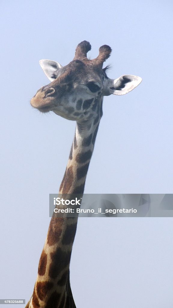 Masai Giraffe 2015 Stock Photo