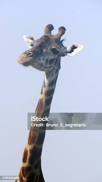 Masai Giraffe Stock Photo - Download Image Now - 2015, Animal Wildlife, Animals In The Wild