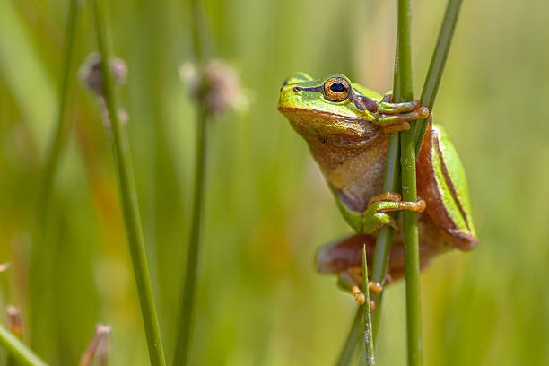 istock Climbing Green European tree frog en profile 478325702