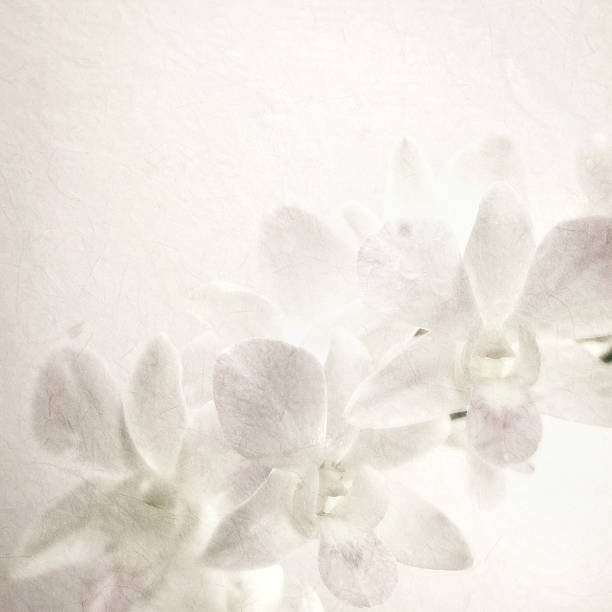istock sweet orchids on mulberry paper texture 478325782