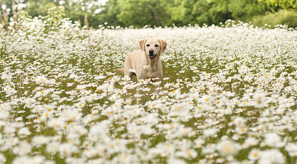 istock labrador in a field of daisies 478326128