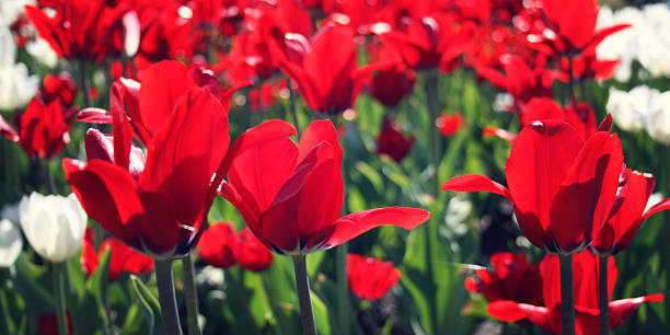 istock Red tulips on the flowerbed. Aged photo. Macro. 478326218