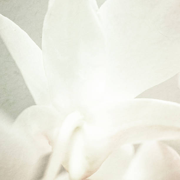 istock sweet orchids on mulberry paper texture 478326302