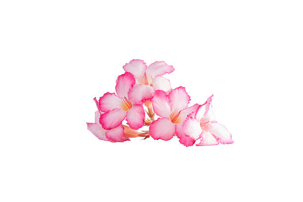 istock Tropical flower Pink Adenium or Desert rose 478326480