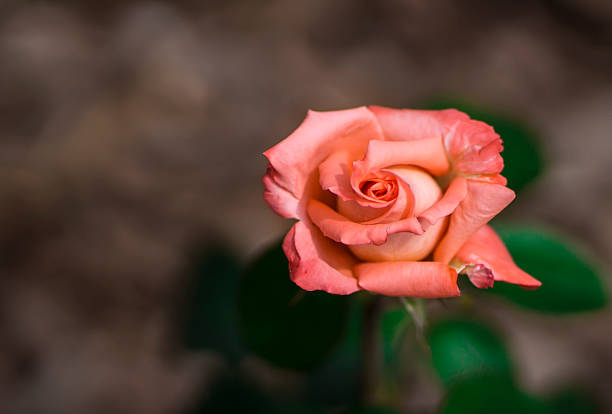 Closeup on an orange rose stock photo