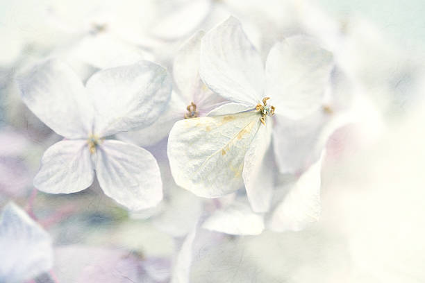 istock Hydrangeas in winter style on mulberry paper texture 478326838