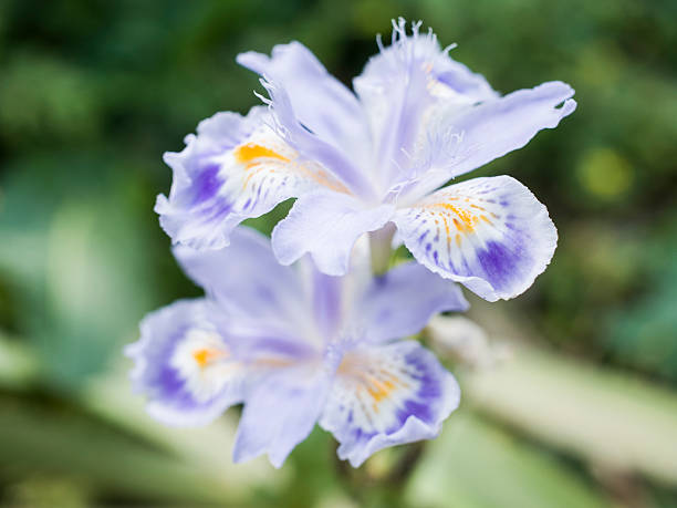 Fiore di Iris japonica - foto stock