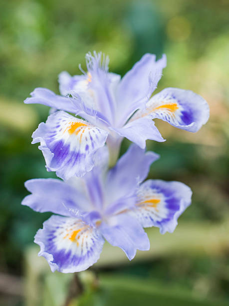 Flor De Lirio Japonica Foto de stock y más banco de imágenes de Iris  japonica - Iris japonica, 2015, Amarillo - Color - iStock