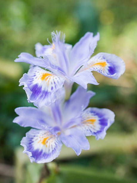 Flor De Lirio Japonica Foto de stock y más banco de imágenes de Iris japonica - Iris japonica, 2015, Amarillo - Color - iStock Flor De Lirio Japonica Foto de stock y más banco de imágenes de Iris japonica - Iris japonica, 2015, Amarillo - Color - iStock