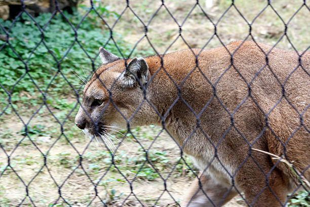 istock Mountain Lion Pacing at Zoo 478329545