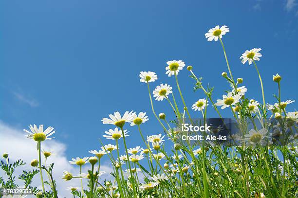 White Gänseblümchen Stockfoto und mehr Bilder von Bildhintergrund - Bildhintergrund, Blau, Blume