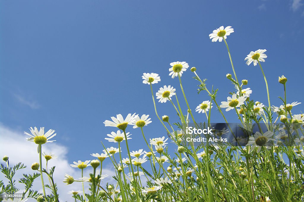 Blanc daisies - Photo de Blanc libre de droits