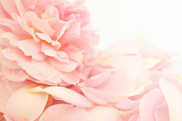istock sweet color rose petals for romantic background 478329558