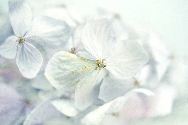 istock Hydrangeas in winter style on mulberry paper texture 478329728