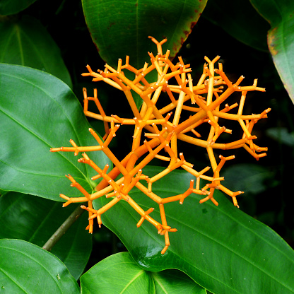Close up of an Orange Coloured Coral Medinilla Plant
