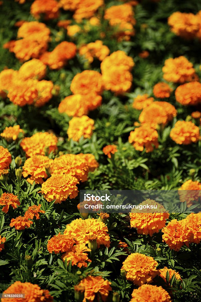 Orange Blumen - Lizenzfrei Baumblüte Stock-Foto