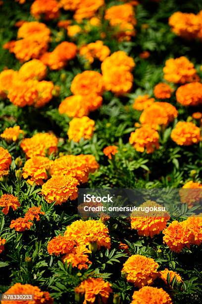 Orange Blumen Stockfoto und mehr Bilder von Baumblüte - Baumblüte, Bildkomposition und Technik, Bildschärfe