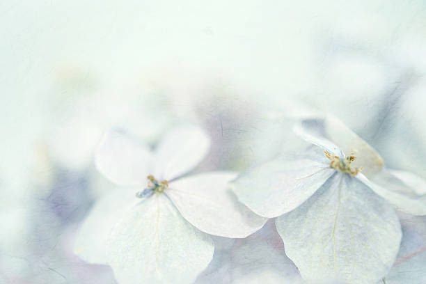 istock Hydrangeas in winter style on mulberry paper texture 478330348