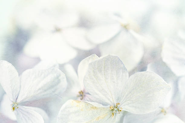 istock Hydrangeas in winter style on mulberry paper texture 478330350