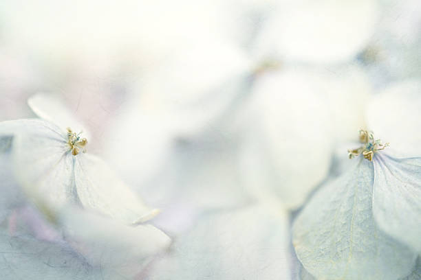 istock Hydrangeas in winter style on mulberry paper texture 478330354