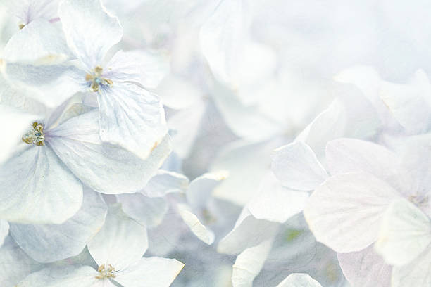 istock Hydrangeas in winter style on mulberry paper texture 478330364