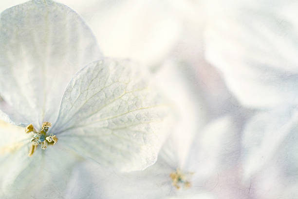 istock Hydrangeas in winter style on mulberry paper texture 478330366