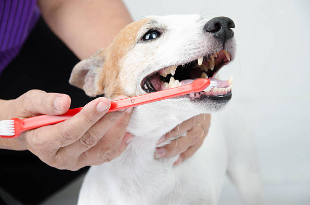 istock hand brushing dog's tooth for dental care 478330422