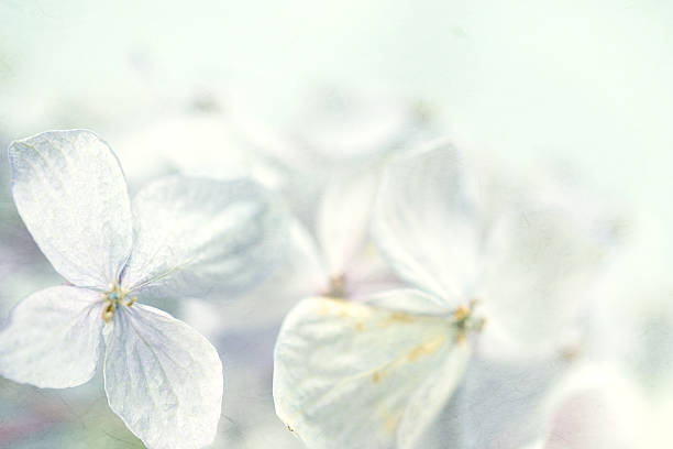 istock Hydrangeas in winter style on mulberry paper texture 478330984