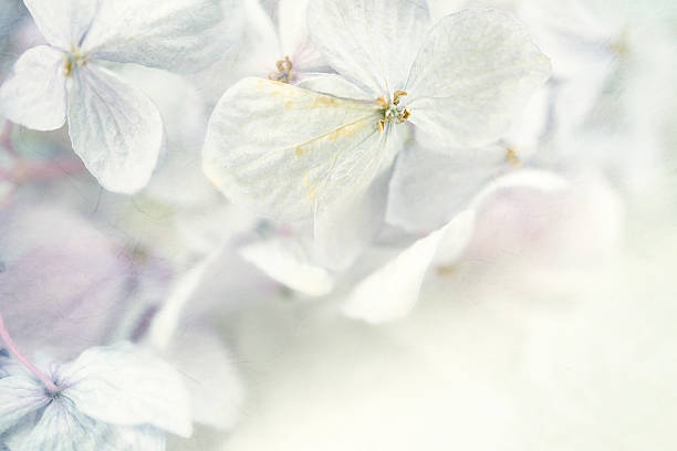 istock Hydrangeas in winter style on mulberry paper texture 478331006