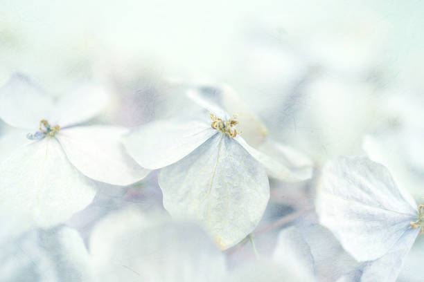 istock Hydrangeas in winter style on mulberry paper texture 478331014