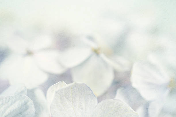 istock Hydrangeas in winter style on mulberry paper texture 478331018