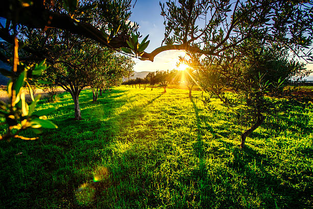 istock Green lawn and rays breaking through the trees at sunset. 478331050