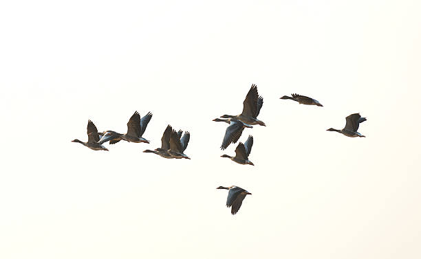 istock Flock of geese flying in summer 478331361