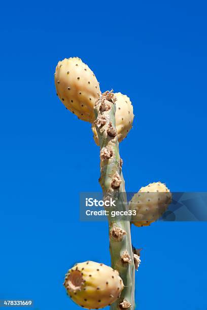 Photo libre de droit de Figue Indien banque d'images et plus d'images libres de droit de Aiguille - Partie d'une plante - Aiguille - Partie d'une plante, Aliments et boissons, Bleu