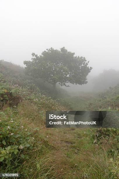 Misty Oak Tree Stock Photo - Download Image Now - Boredom, Bracken, Cloud - Sky