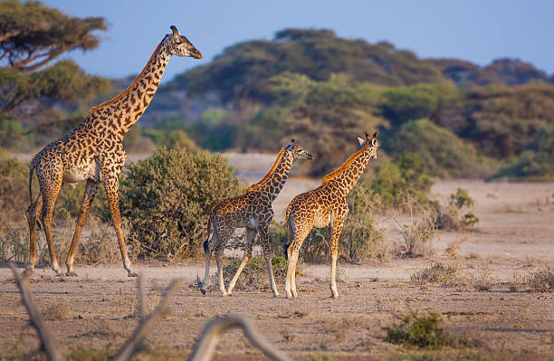 istock Adult giraffe keeps close eye on two young ones 478332175
