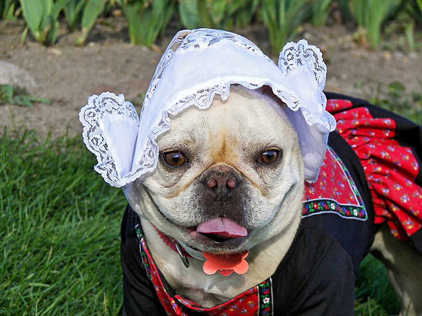 istock French Bulldog in costume 478332885