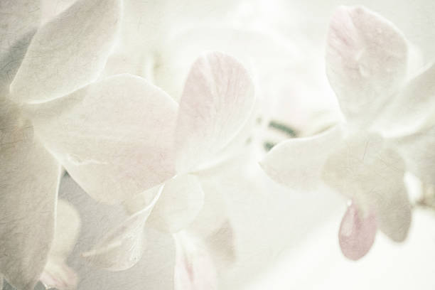istock sweet orchids on mulberry paper texture 478333676