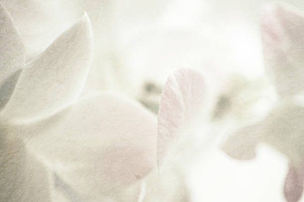 istock sweet orchids on mulberry paper texture 478333690