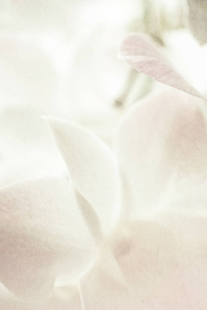 istock sweet orchids on mulberry paper texture 478333698